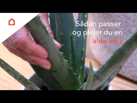 Aloe vera: Guide til pasning og pleje