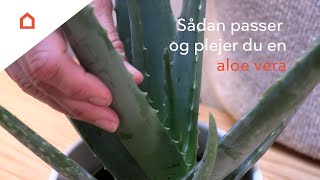 Sådan passer du Aloe Vera