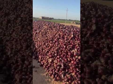 الطريقه الصحيحه لعمل مراود البصل وتخزينه