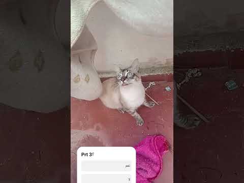 ألطسندر المجنون الجزأ 2