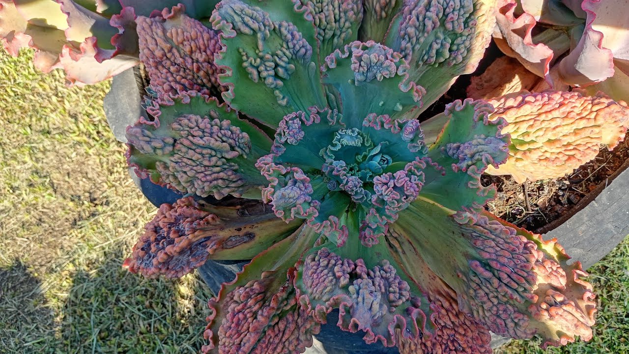 Atualização,da limpeza do jardim e um passeio pela estufa de vendas!