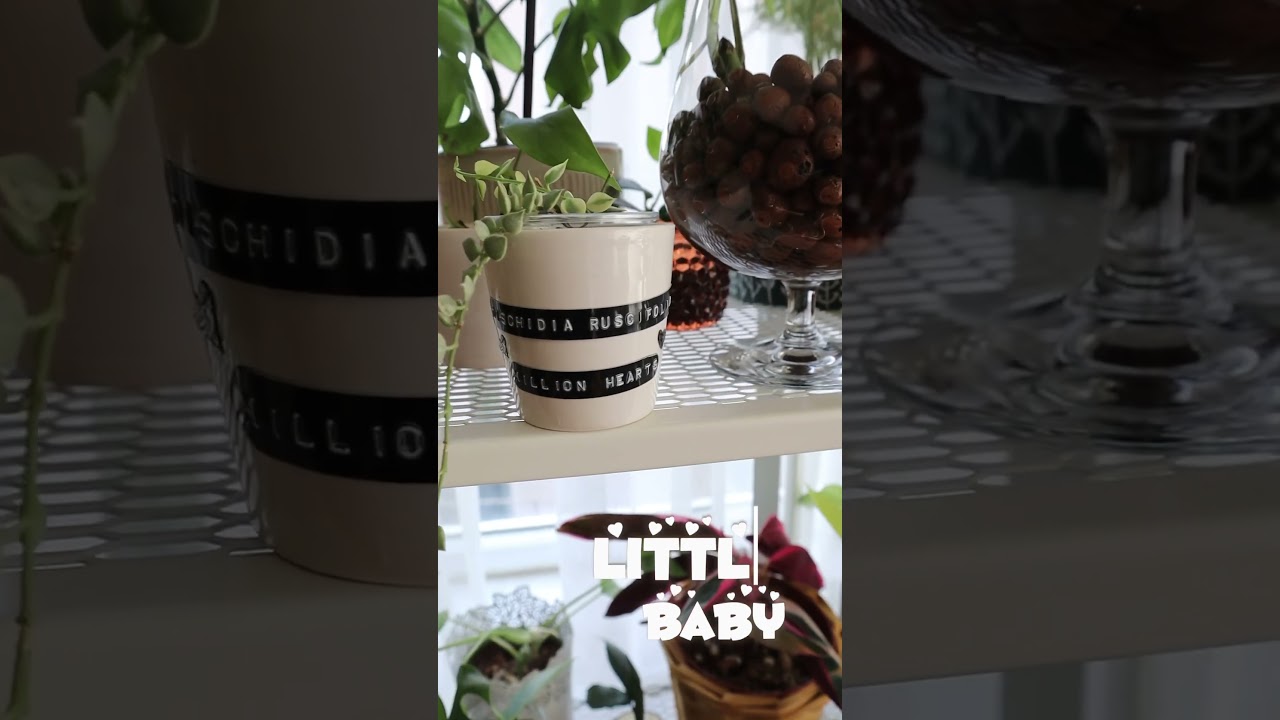 Million Hearts ( dischidia ruscifolia )