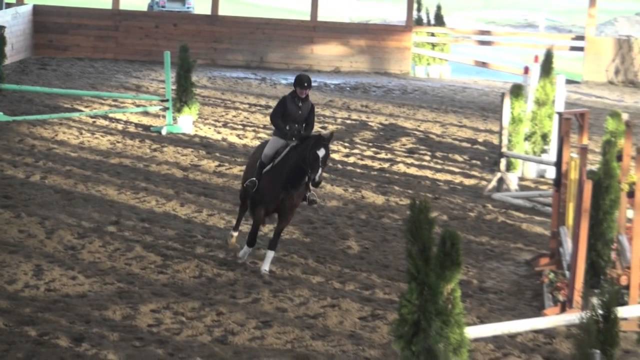 Cai Children's Hunter/ Eq Horse For Sale YouTube