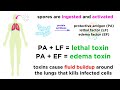 Anthrax: Bacillus anthracis