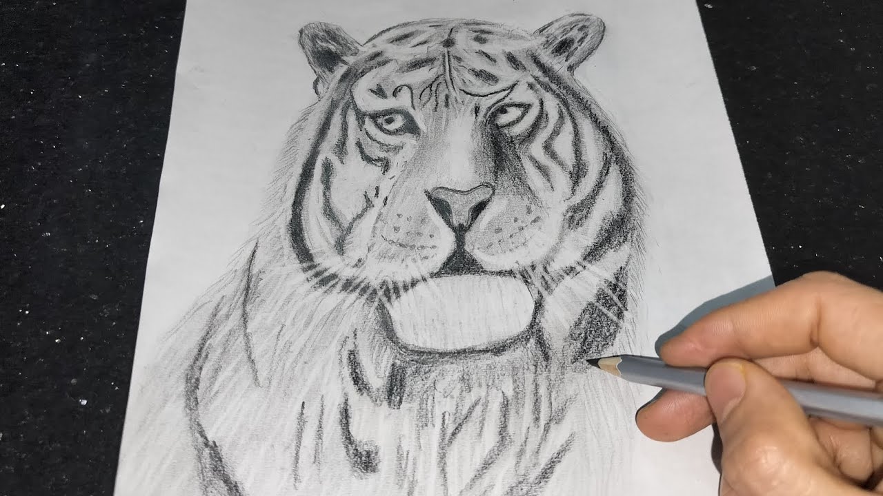Tiger Drawing || How to draw a Tiger 🐯 for beginners step by step with