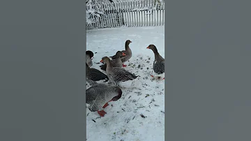Гуси спят на снегу при -19° ❄ Кто писал, что им холодно? 🦢