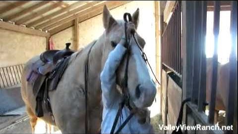 Shieks Ghost RDB - Casper    ***For info, price, etc., go to our website***   Valley View Ranch