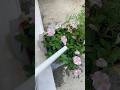 お花育ててる🌸