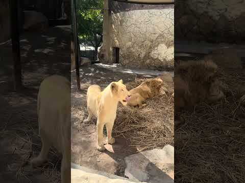 Visited Lahore Zoo @Amna_Parvaiz #2026