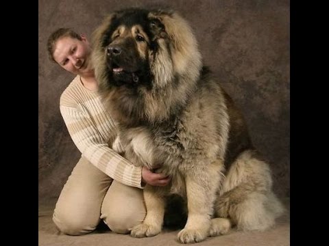 23 Gigantic Dogs