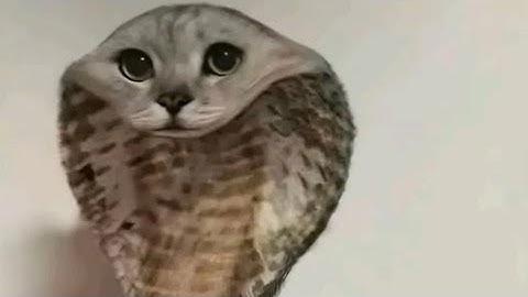 Kaiju Universe but if I find a sussy baka gooner the video ends