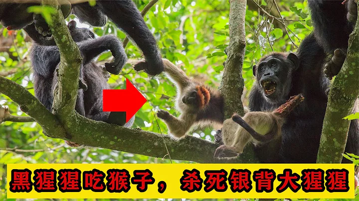 黑猩猩吃猴子，杀死银背大猩猩，原来灵长类动物也如此凶残！ - 天天要闻