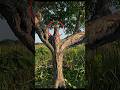 Hidden Potoo Bird Perfectly Camouflaged on Tree 🌿🐦 #PotooBird #HiddenBird #Camouflage