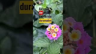 Olmazı Olur Sandım… Şfet Şfetbeniöneçıkar Üzelsözler