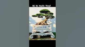 những video cây cảnh đẹp của các nhà vườn 0386700914 giao luư các loại cây cảnh