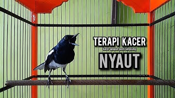 kacer gacor NGEPLONG tarung ini paling ampuh buat PANCINGAN KACER agar EMOSI