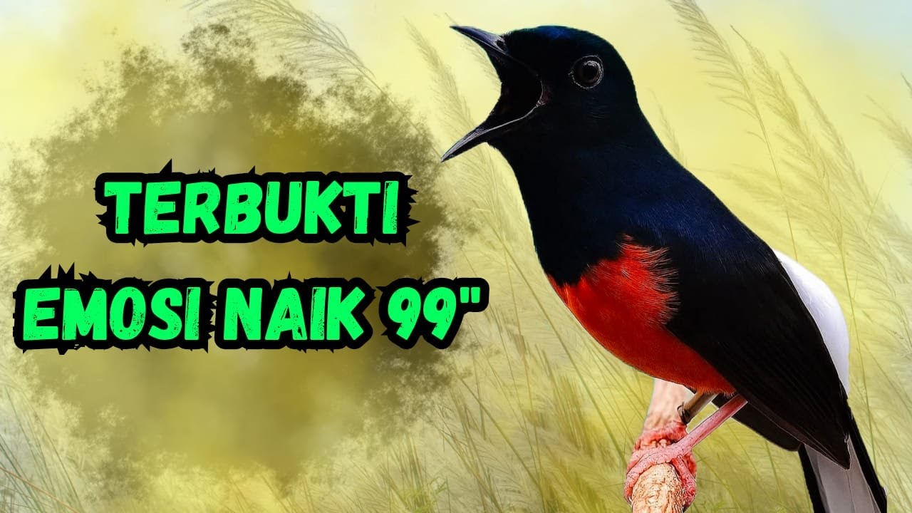 MURAI BATU GACOR AMPUH BUAT PANCINGAN MURAI BATU SETRES SEKALI DENGAR LANGSUNG CEPAT BUNYI