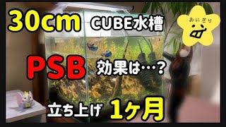 30cm水槽 1ヶ月経過 Psb効果は ベタ混泳水槽 コケ取り生態3種類は Ledライトで水草水槽イキイキ Youtube