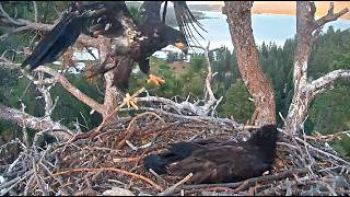 LUNA UP UP &amp; AWAY! FLIGHT TRAINING IN PROGRESS - BIG AIR OFF NEST! SANDY'S DEVELOPING VOICE FOBBVCAM