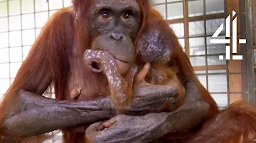 Mother Orangutan's Reunited With Her Kidnapped Daughter | Orangutan Jungle School