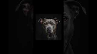 Staffordshire Bull Terrier Blue Macro | Dark Art #Shorts #DarkArt #AimaxOps