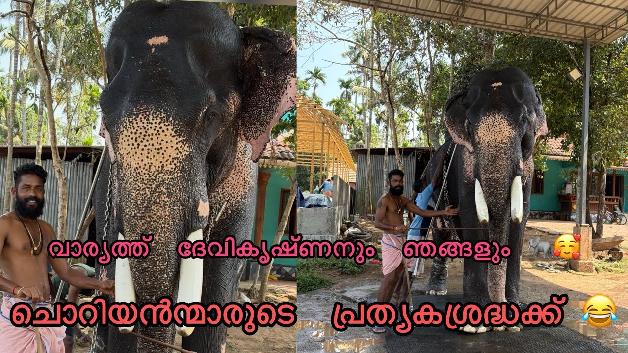 മതി  നിർത്തു  കുറെ  ആയി കേൾക്കുന്നു..🖐😂/elephant reaction video/ #aana #elephant #reaction 
