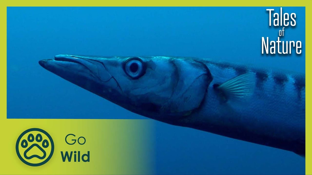 Treasures of the Deep (Corse)