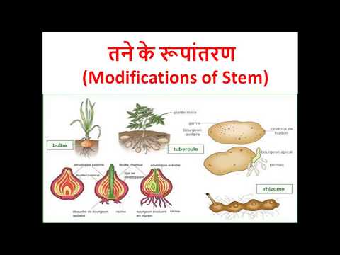 वीडियो: खिलना Irises: वे क्यों नहीं खिल रहे हैं और इसके बारे में क्या करना है? फूल आने के बाद देखभाल आईरिस के मुरझाने के बाद पत्तियों और तनों का क्या करें?