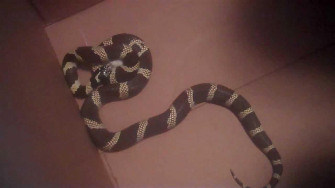 facts management Adult California Kingsnake eating mouse