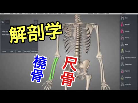 骨の解剖学：尺骨と橈骨