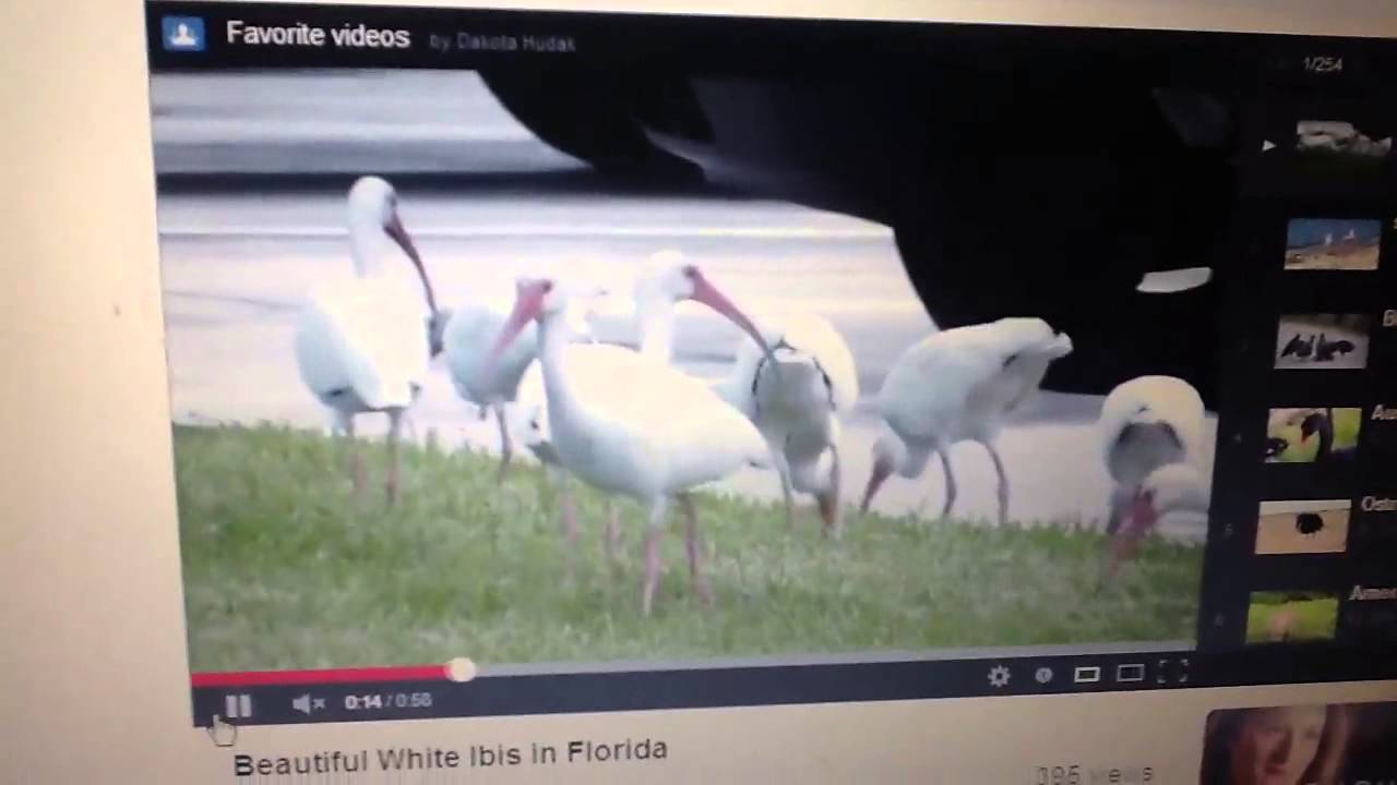 camera iphone 8 plus apk Birds Eye Ibis Commercials Favorite Birds