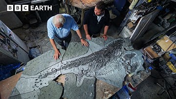 Ancient Sea Dragon Rebuilt in Stunning 3D Scan | BBC Earth