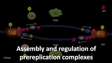 Prereplication complex assembly and regulation