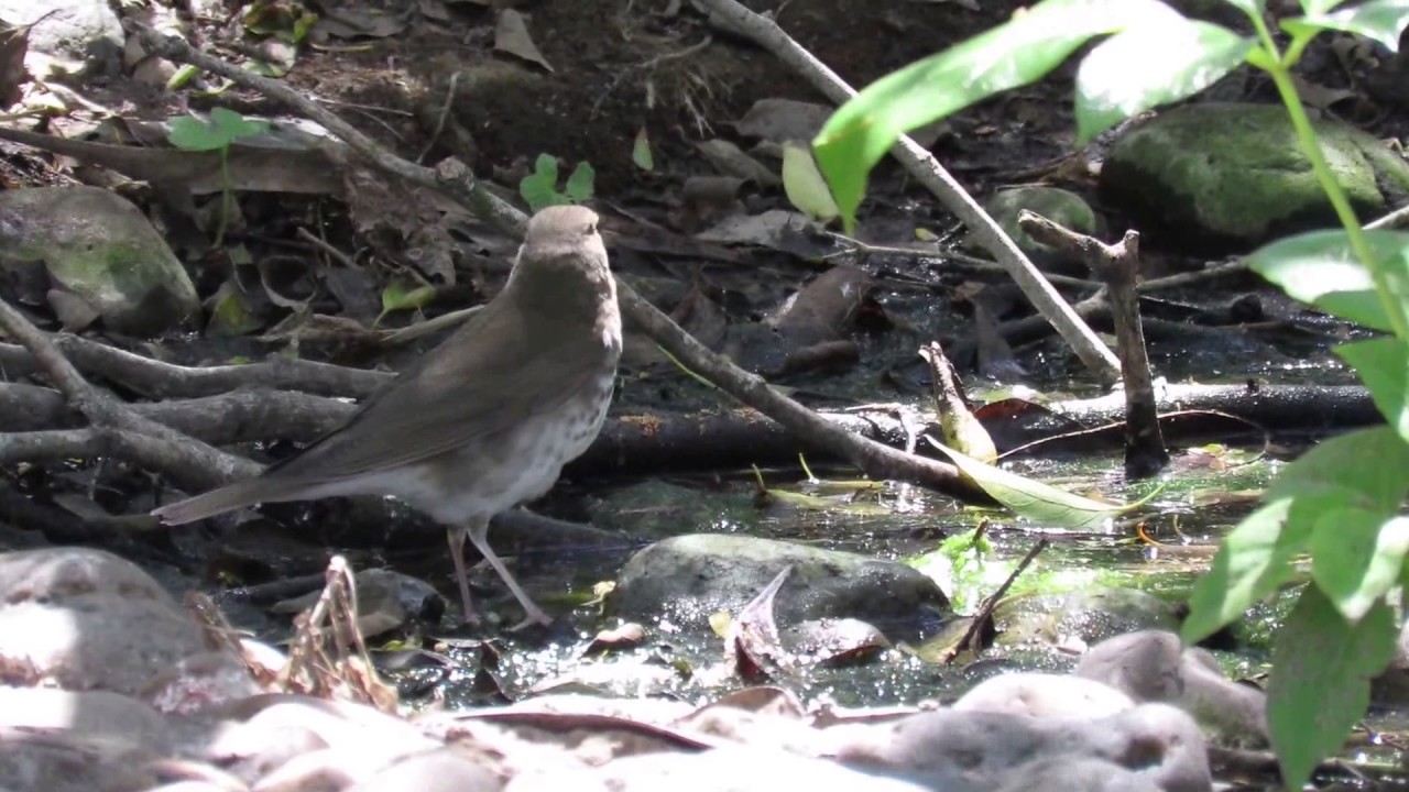 Swainson's Thrush (Catharus ustulatus) Getting a Drink - SPI Cameron Co TX