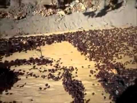kuru üzüm bandırmasız
