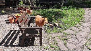 Alice the fox. The fox is warming itself on a bench.