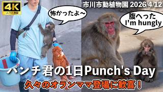 Scary Incident and Orang Mama Appears] 4K Punch's Day: The Injured