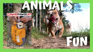 Animal Compilation Swisspowerjet