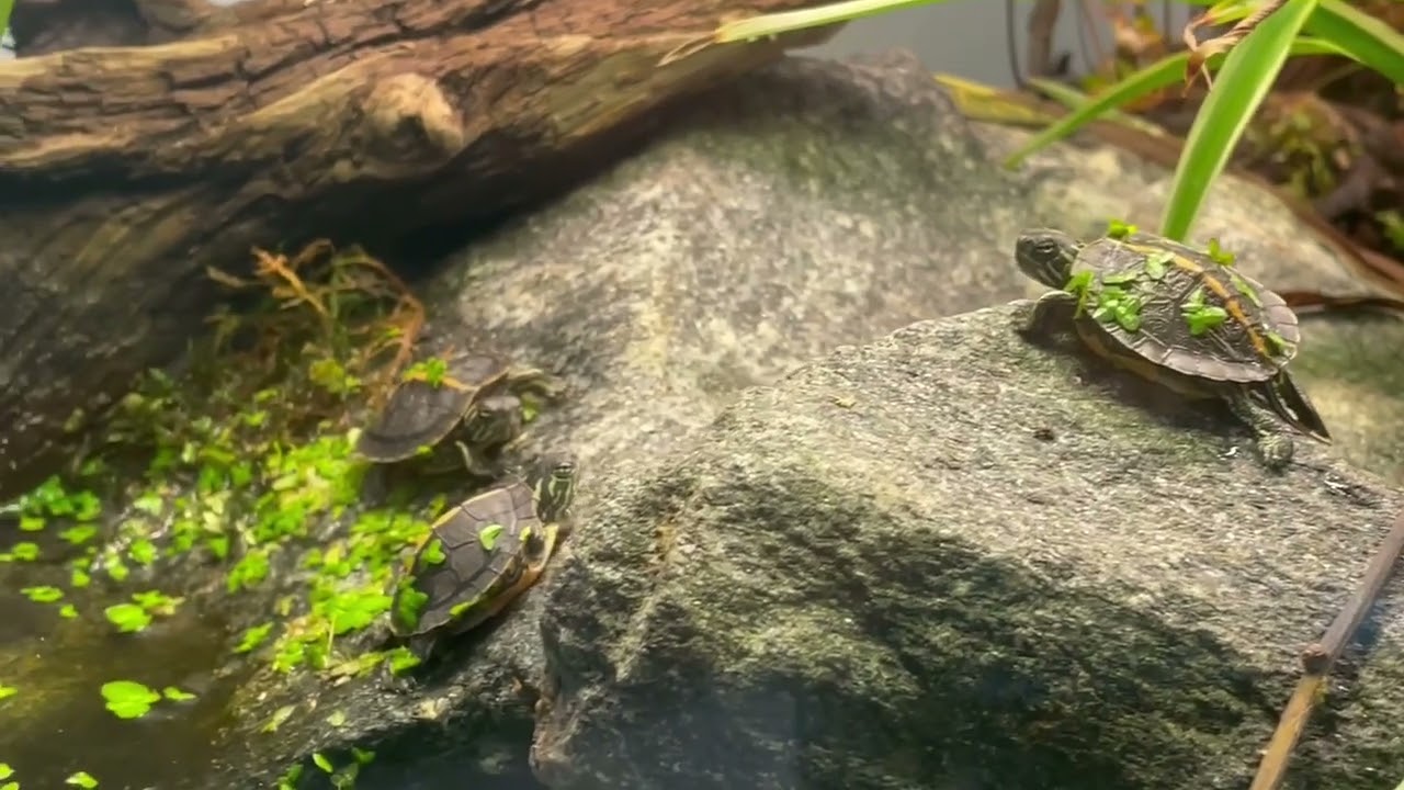 Hatchling southern painted turtles basking (Chrysemys dorsalis)