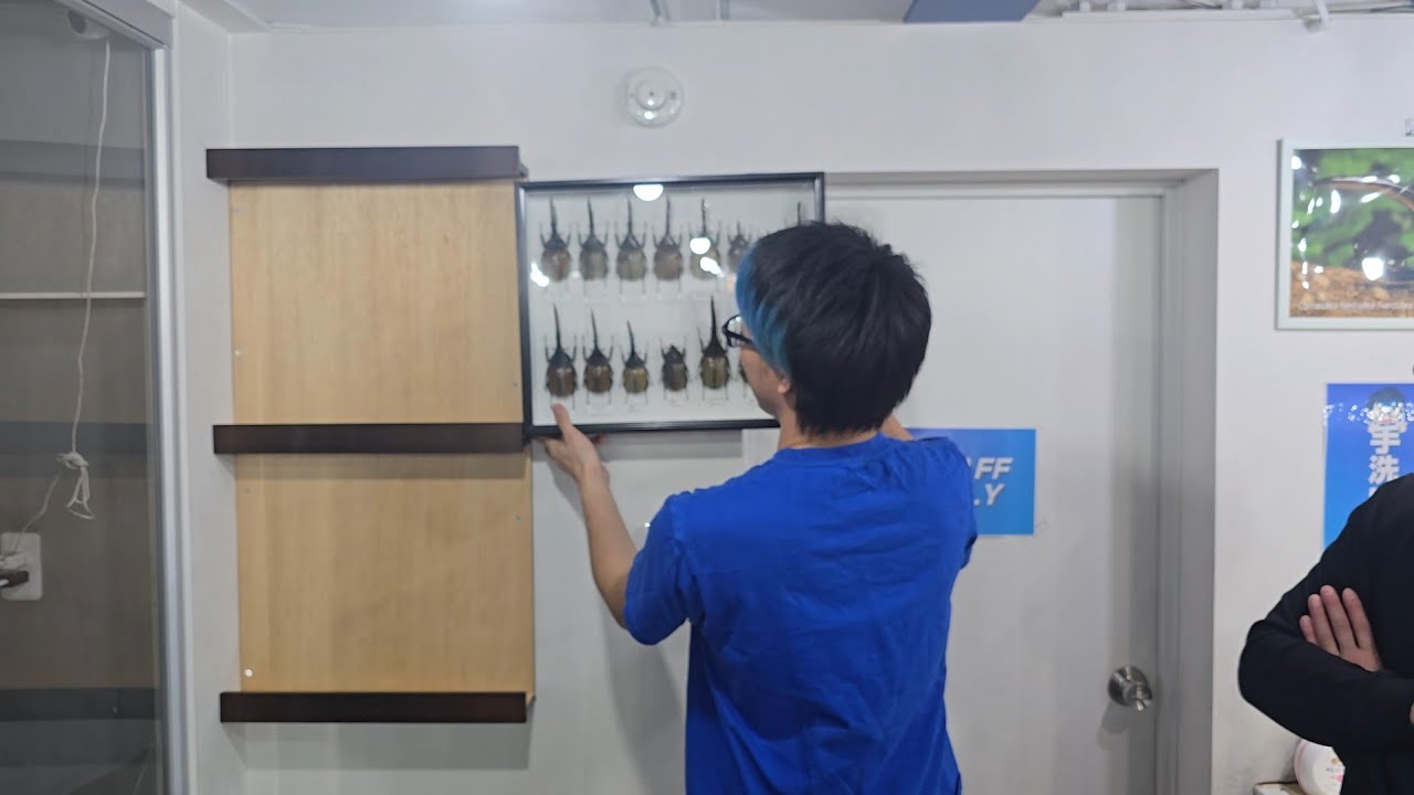 標本飾れる棚買ったら事件起きたんだけど