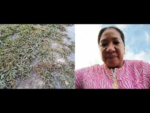 Sariwang lato o seaweeds pang inselada#fyp#vlog#viralvideo#