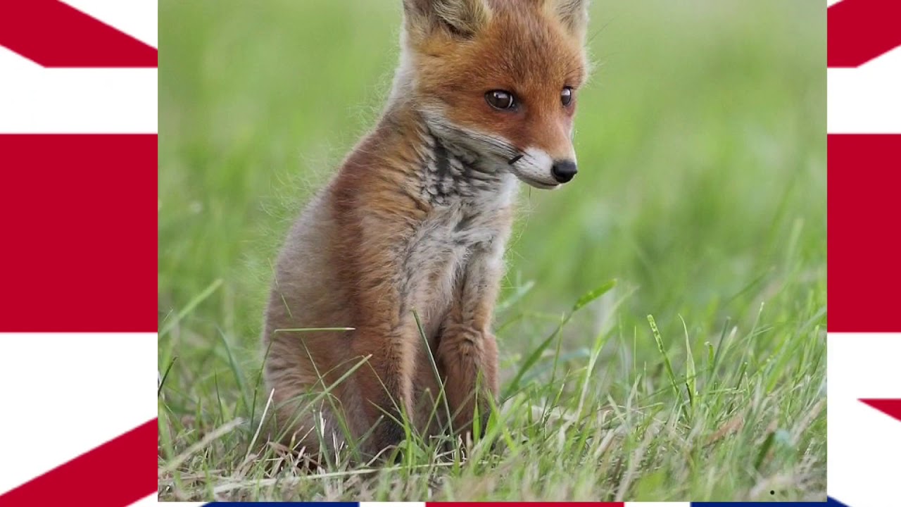 First fox. Fox one. Лисёнок. Лисы.100.лет. Честный Лис.