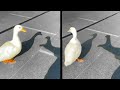 Duck Breaks Man's Heart