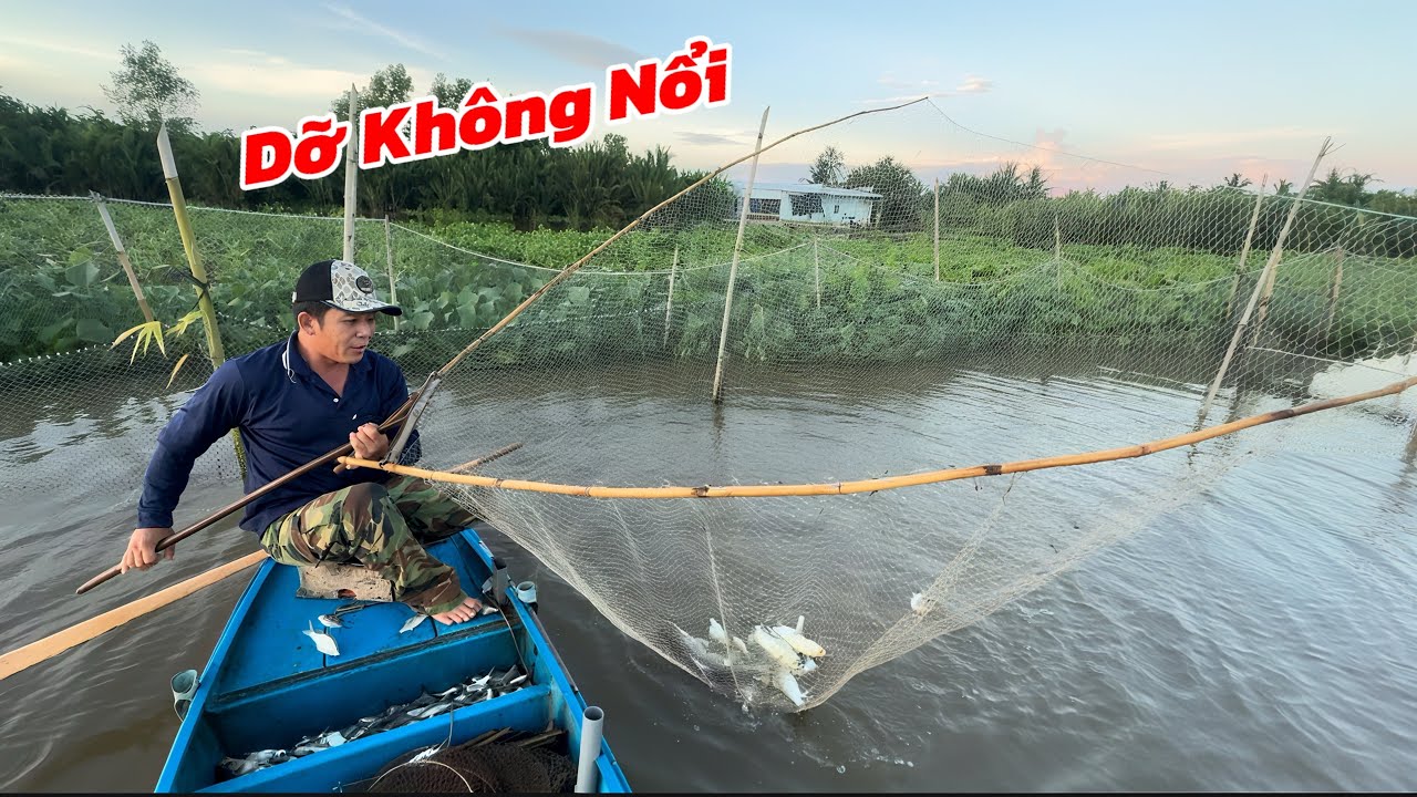 Hai Vợ Chồng Ra Sông Vợt Cá Chỉ 6 Vợt Gần Đầy Khoang Về Gấp Để Bán / Định Nguyễn Hậu Giang