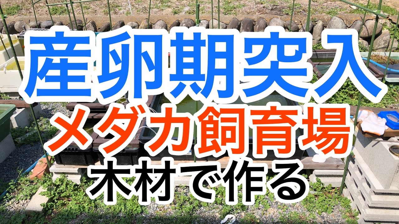 メダカ飼育 産卵期の前に棚を増設 #メダカ棚 #メダカdiy #メダカ産卵 