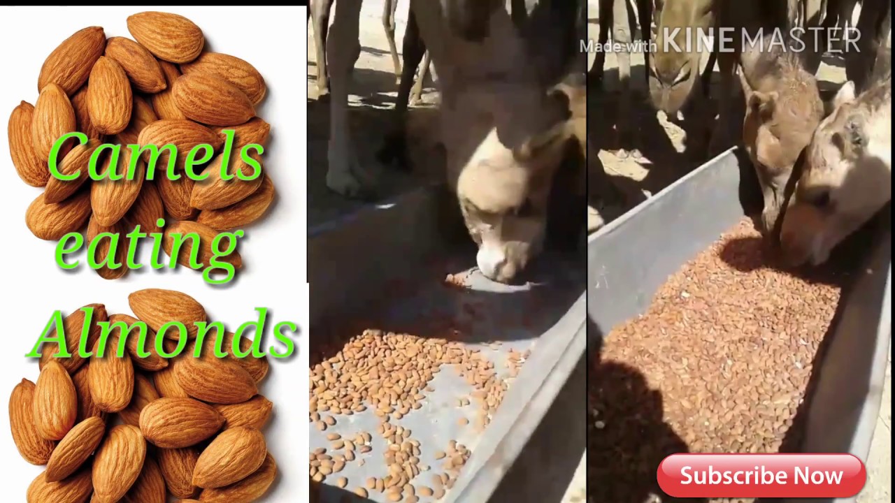 Camels eating  almonds