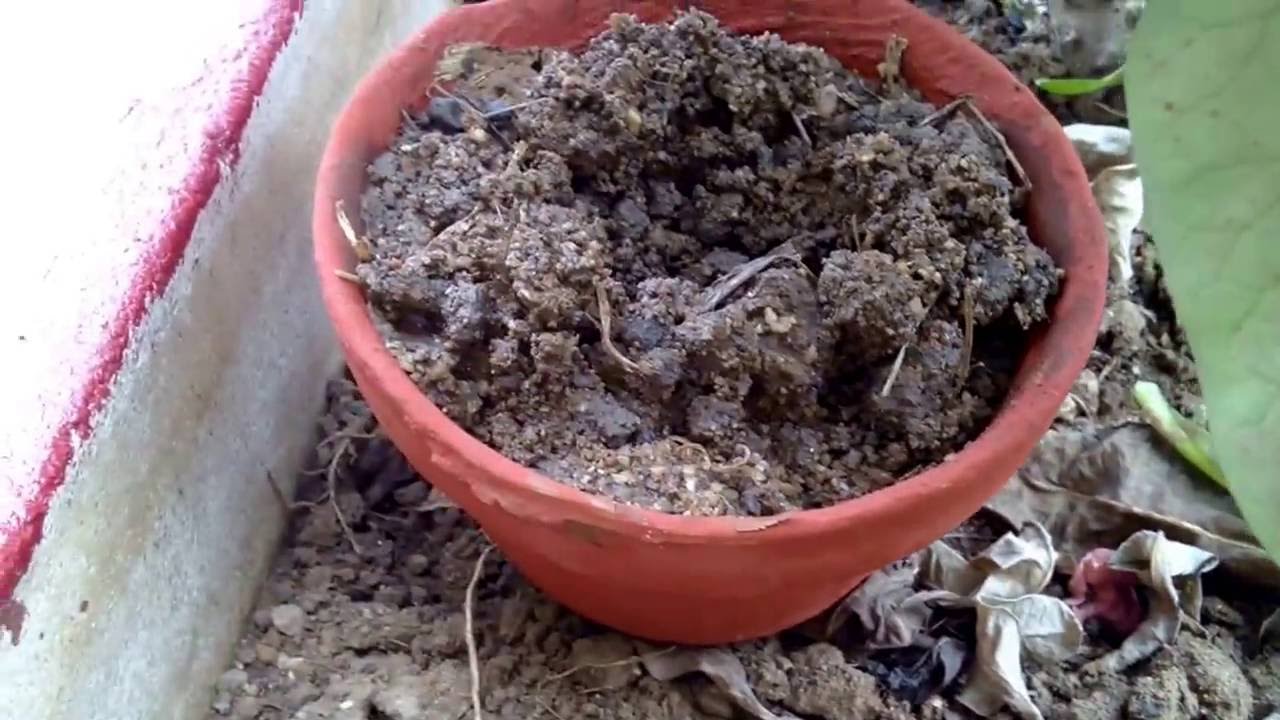 How to grow n care cactus plants 