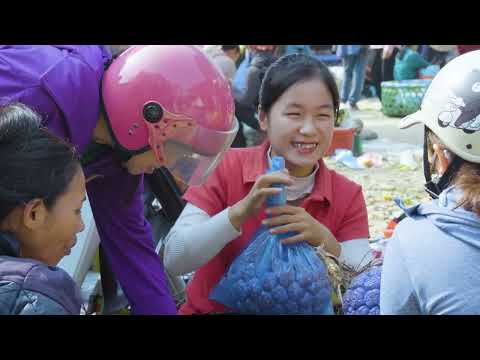 TIMELAPSE — Harvesting Many Rare Green Wild Pineapples & Goes to Market Sell – Forest Dweller Life