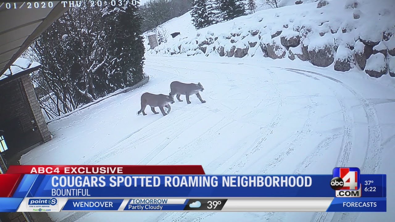 Cougars Spotted Roaming Bountiful Neighborhood