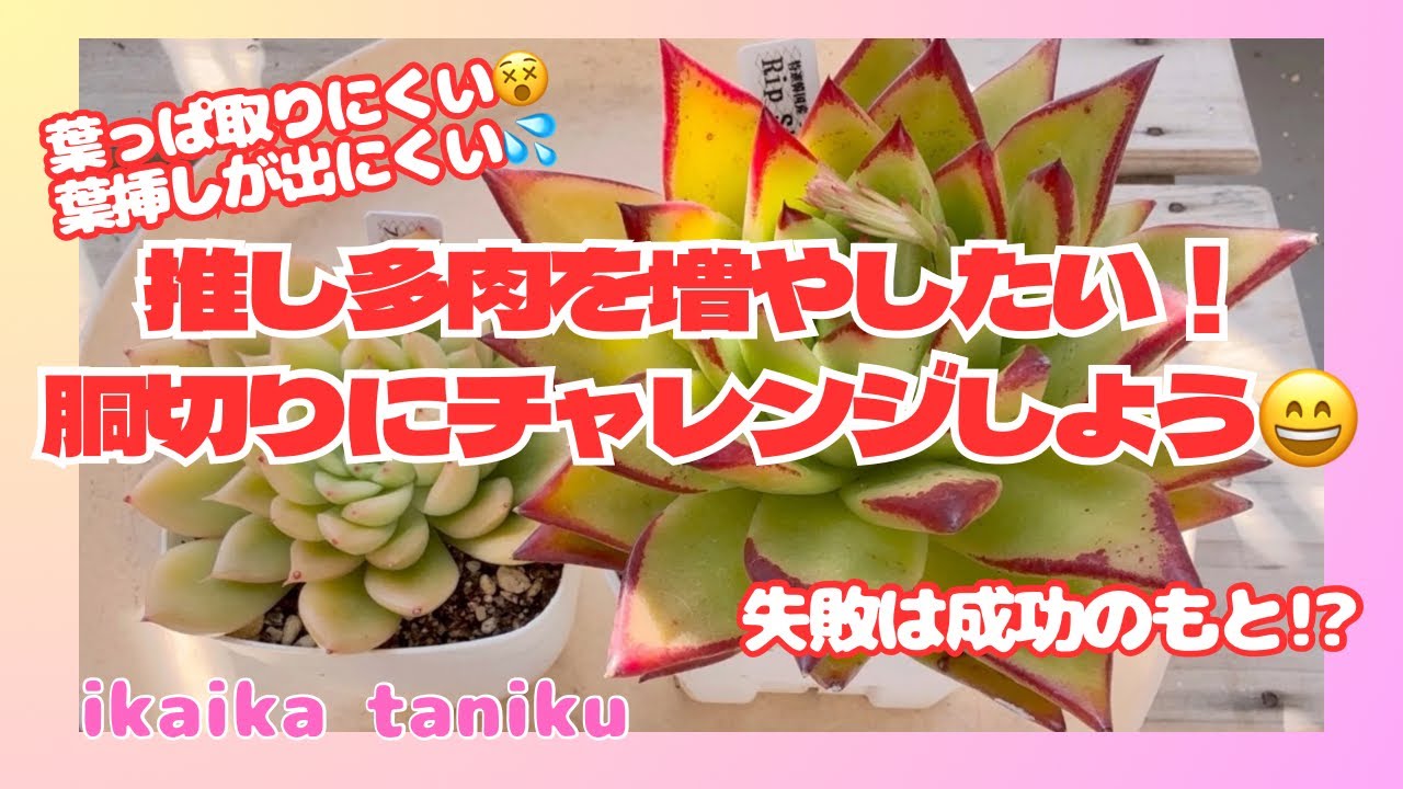 #221 『多肉植物』推し多肉を胴切りで増やしたい！